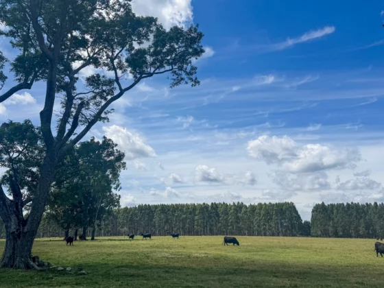 Black Angus El Rancho koeien en stieren in Urugauy