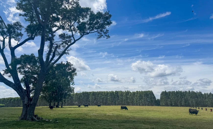 Black Angus El Rancho koeien en stieren in Urugauy