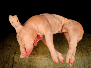 speenvarken normale achtergrond